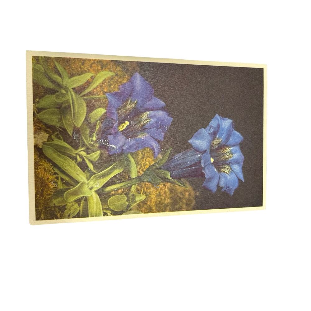 Lot of 13 Flowers Stehli Vintage Swiss Floral Postcards Unused Botanical - Picture 16 of 16